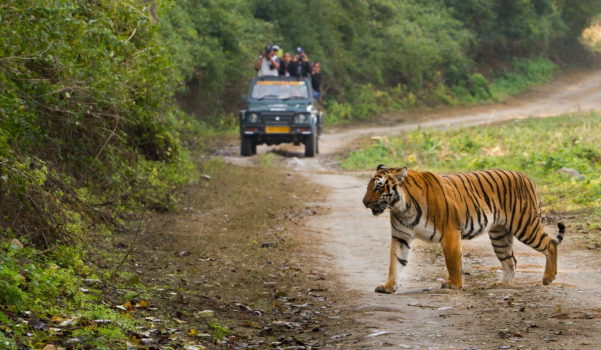 JIM-CORBETT-FEATURE-compressed.jpg